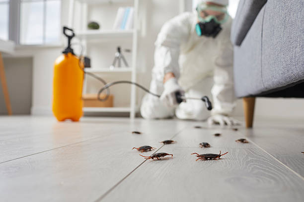 Post-Treatment Bed Bug Interceptor Monitoring in West Palm Beach